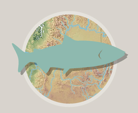 Explore regional fish distribution and stream level survey data